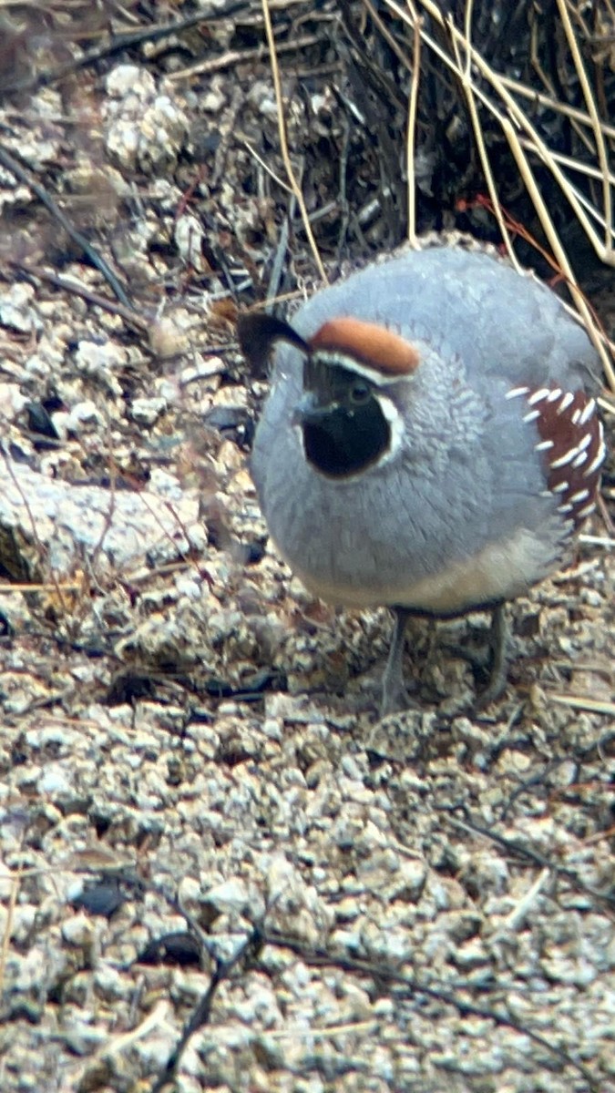 Gambel's Quail - ML632011049
