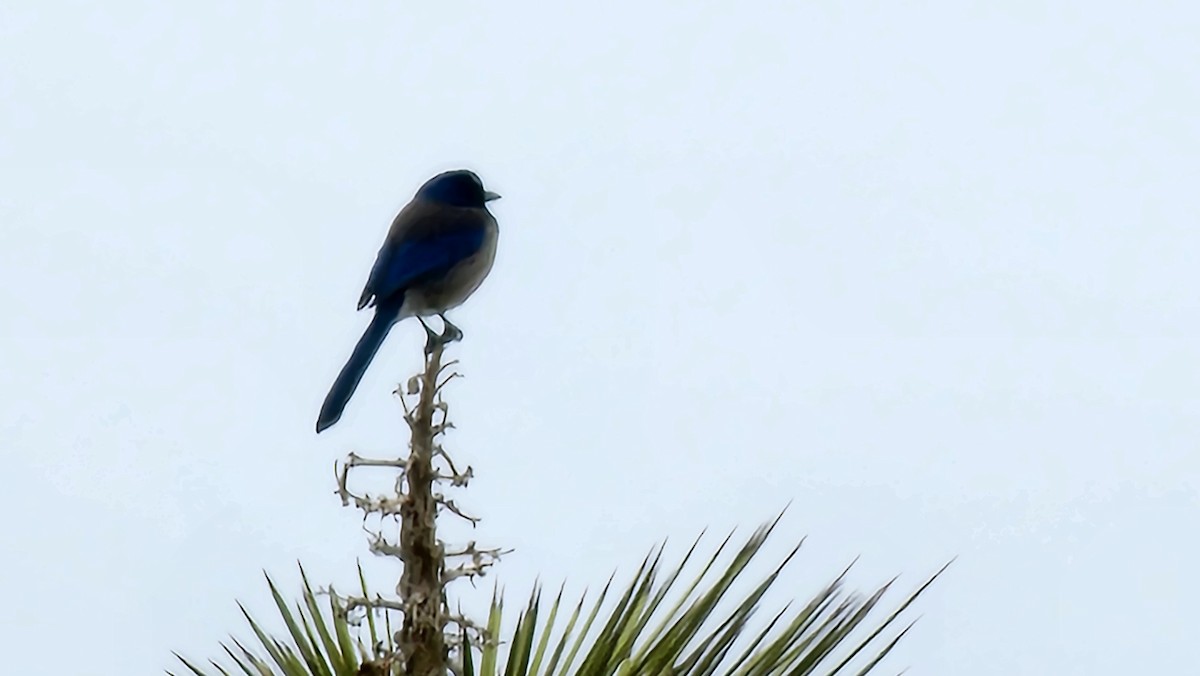 California Scrub-Jay - ML632011118