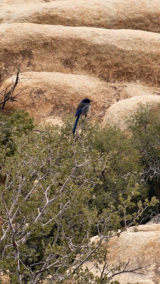 California Scrub-Jay - ML632011126