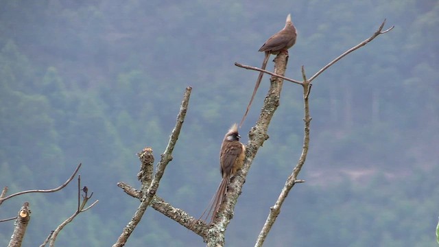 Speckled Mousebird - ML632011132