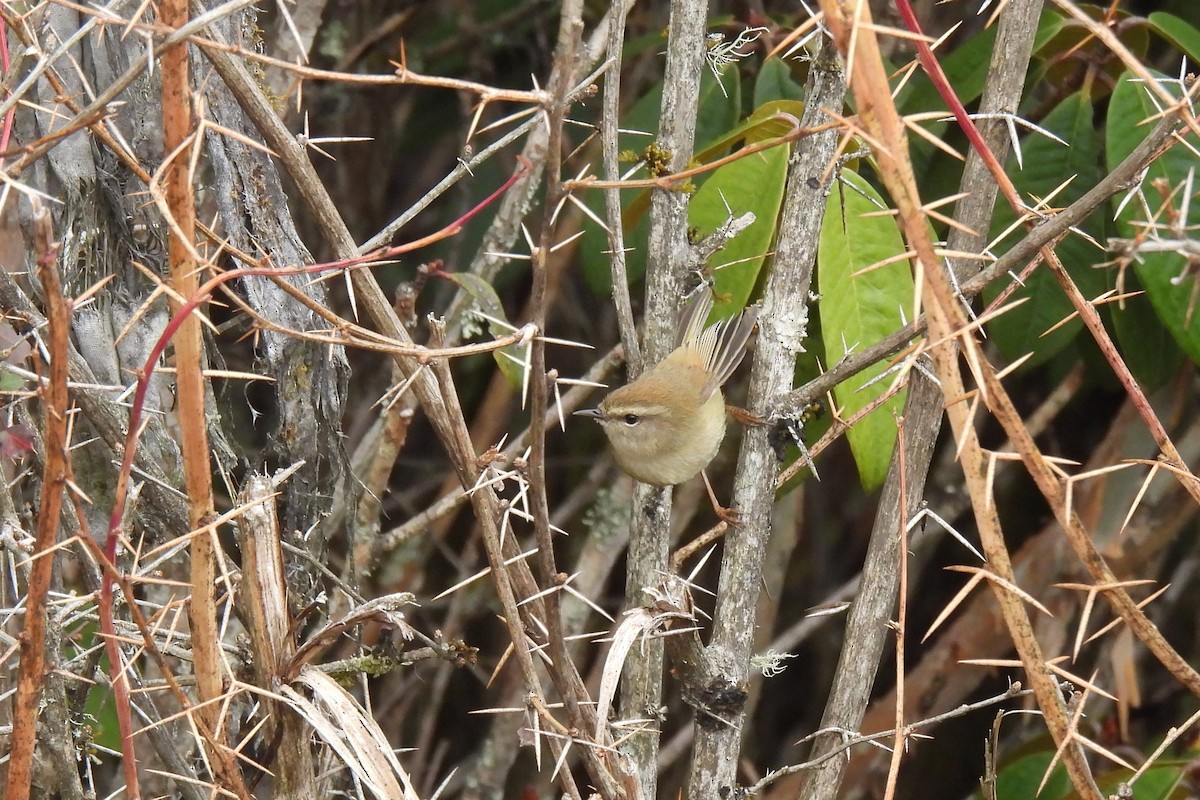 Hume's Bush Warbler - ML632011145