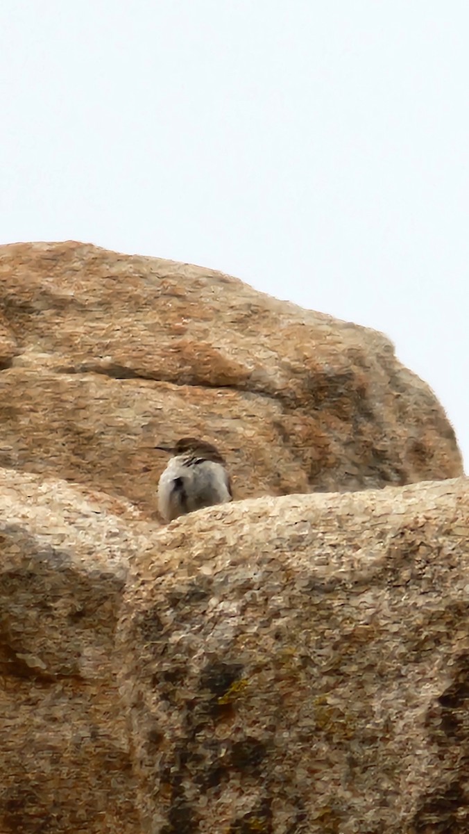 Rock Wren - ML632011147