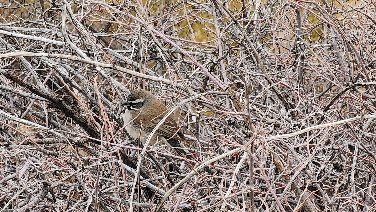 Black-throated Sparrow - ML632011157