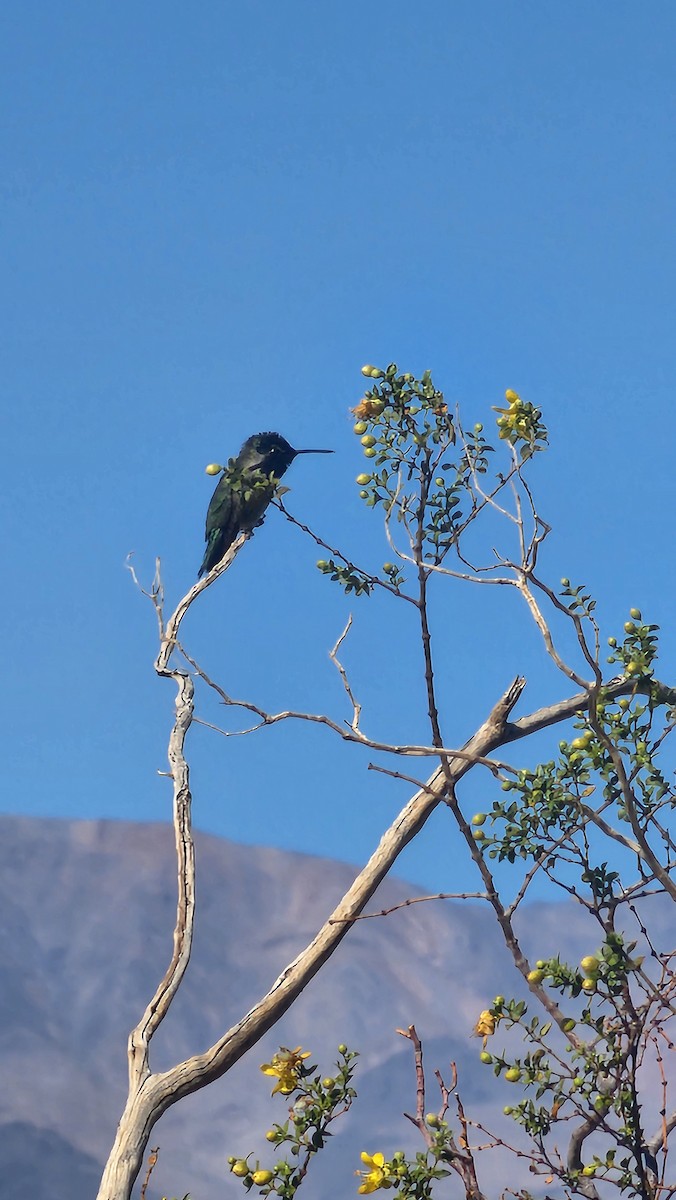 Costa's Hummingbird - ML632011272
