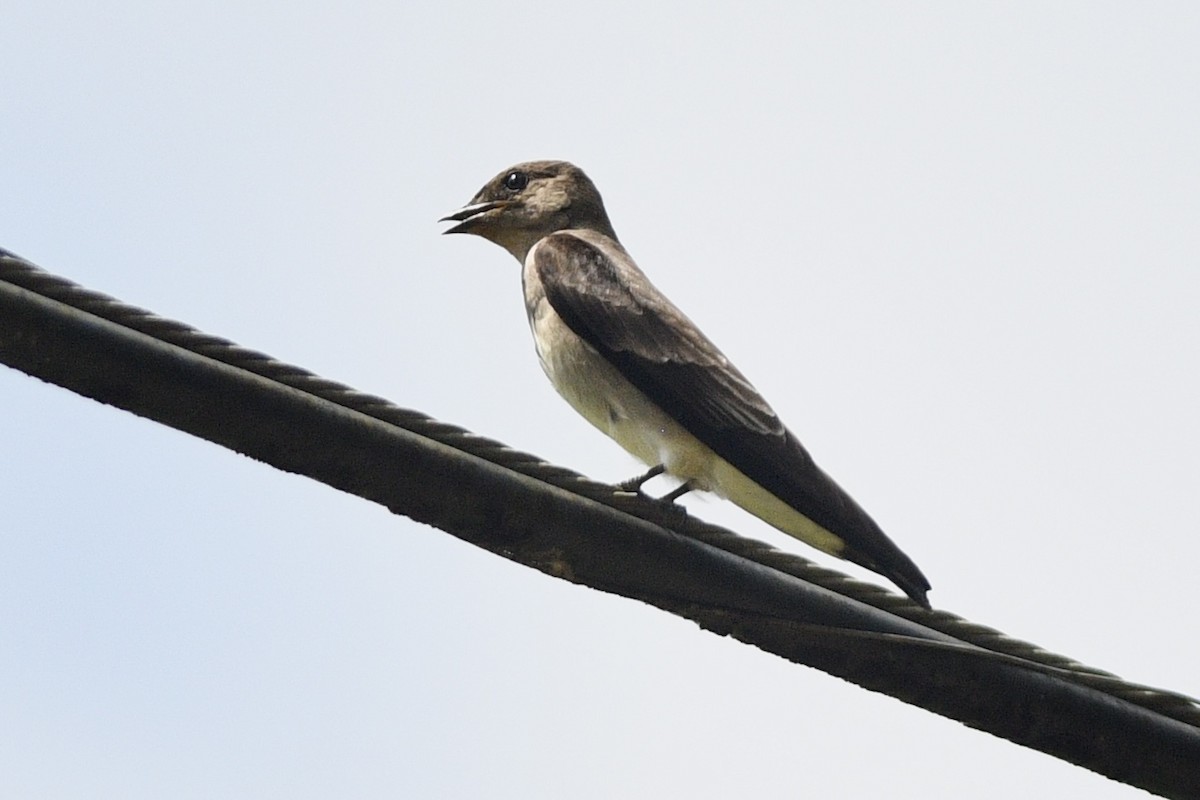 Southern Rough-winged Swallow - ML632011413