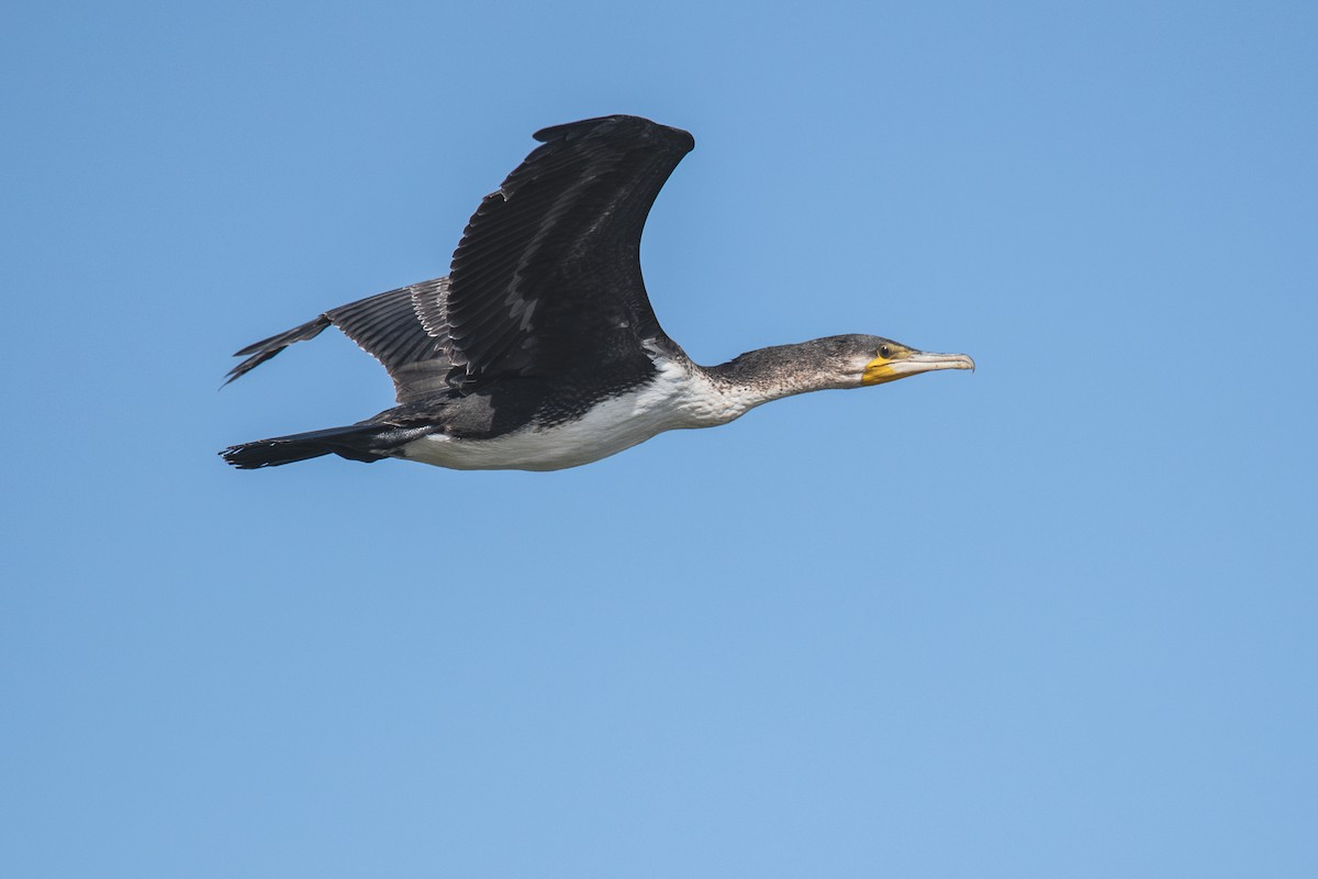Great Cormorant (White-breasted) - ML632011481