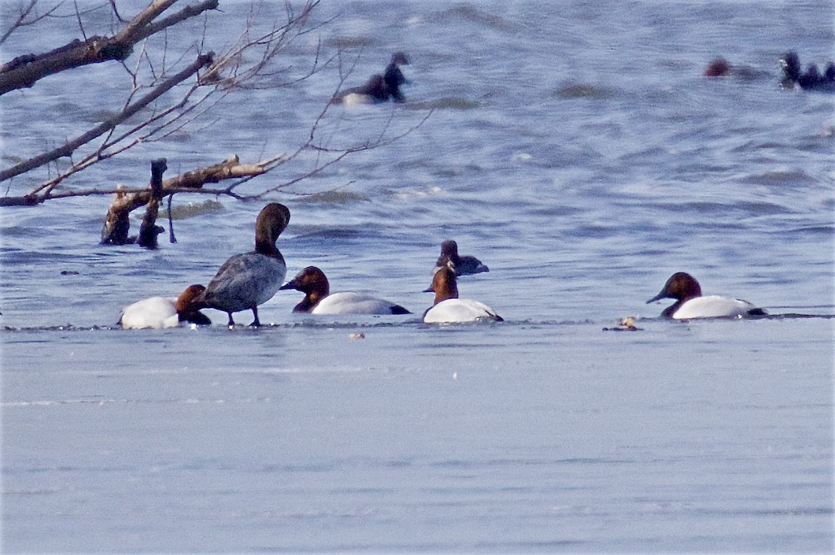 Canvasback - ML632011584