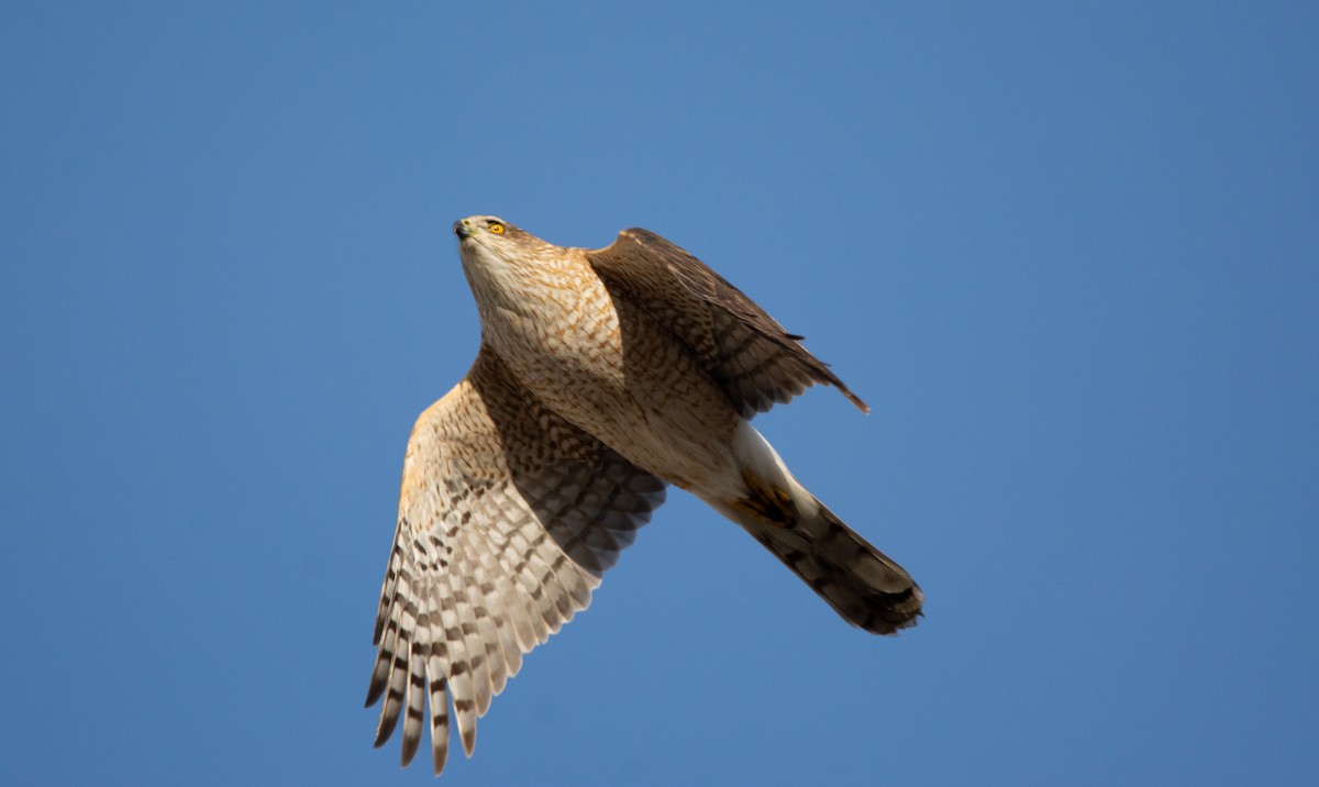 Cooper's Hawk - ML632011589