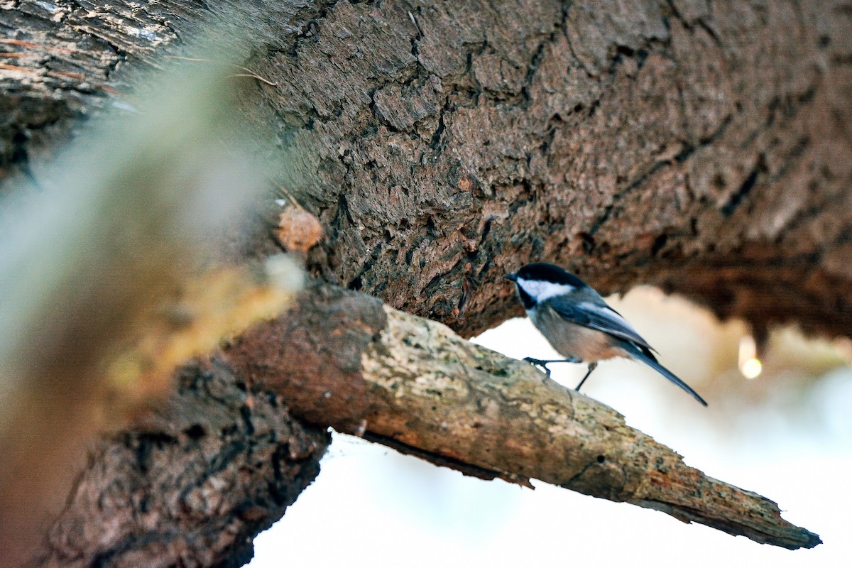Black-capped Chickadee - ML632011655