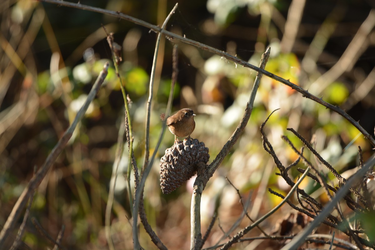 Pacific Wren - ML632011658