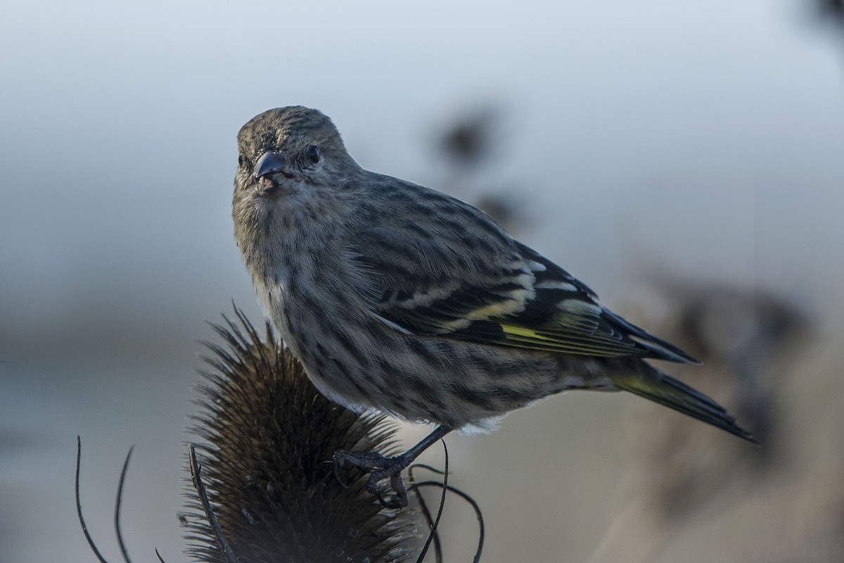 Pine Siskin - ML632011674