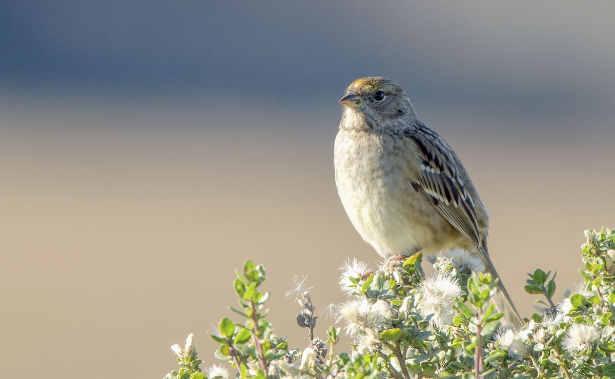 Golden-crowned Sparrow - ML632011687