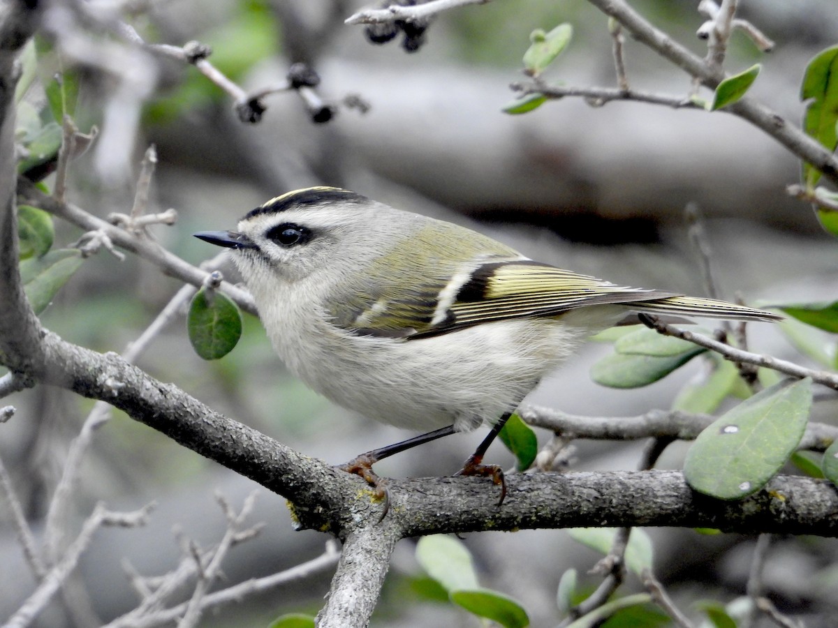 Golden-crowned Kinglet - ML632011742