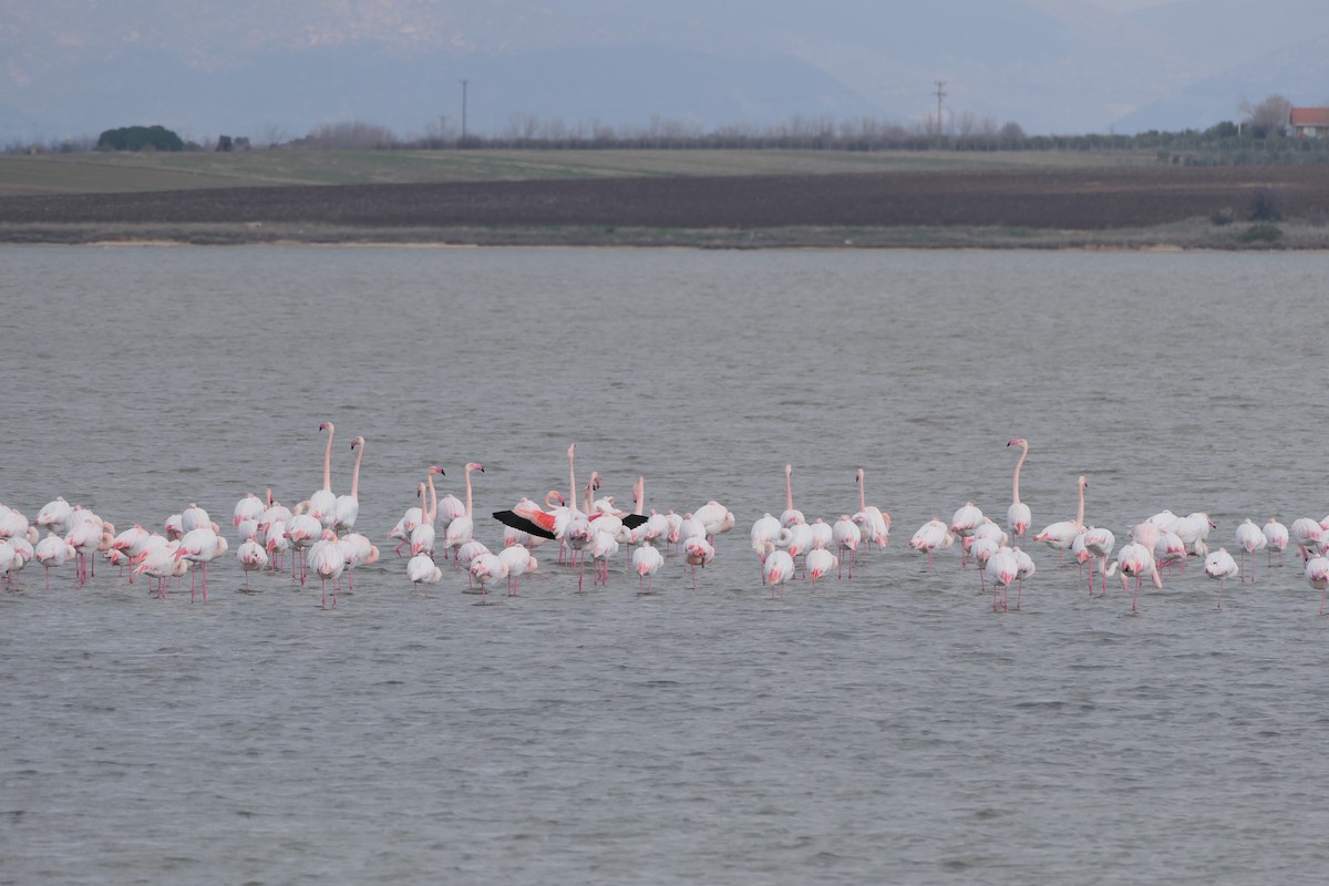 rosenflamingo - ML632011774