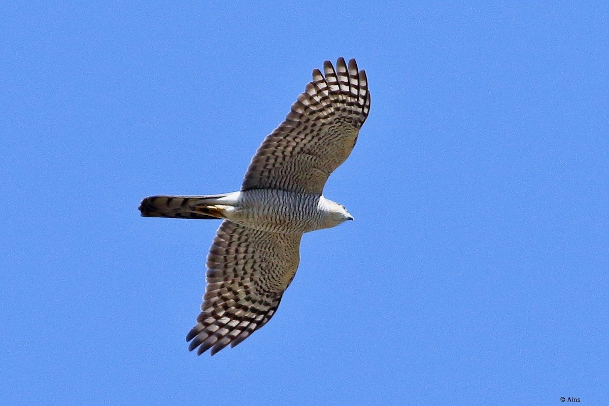 Eurasian Sparrowhawk - ML632011824