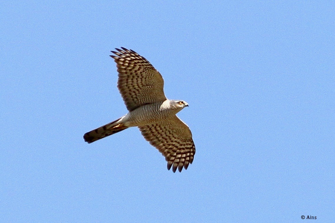 Eurasian Sparrowhawk - ML632011825