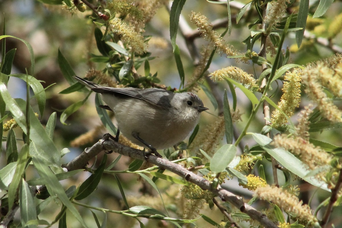 Lucy's Warbler - ML632011912