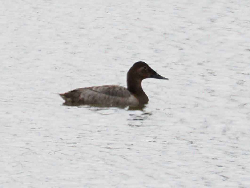 Canvasback - ML632012127