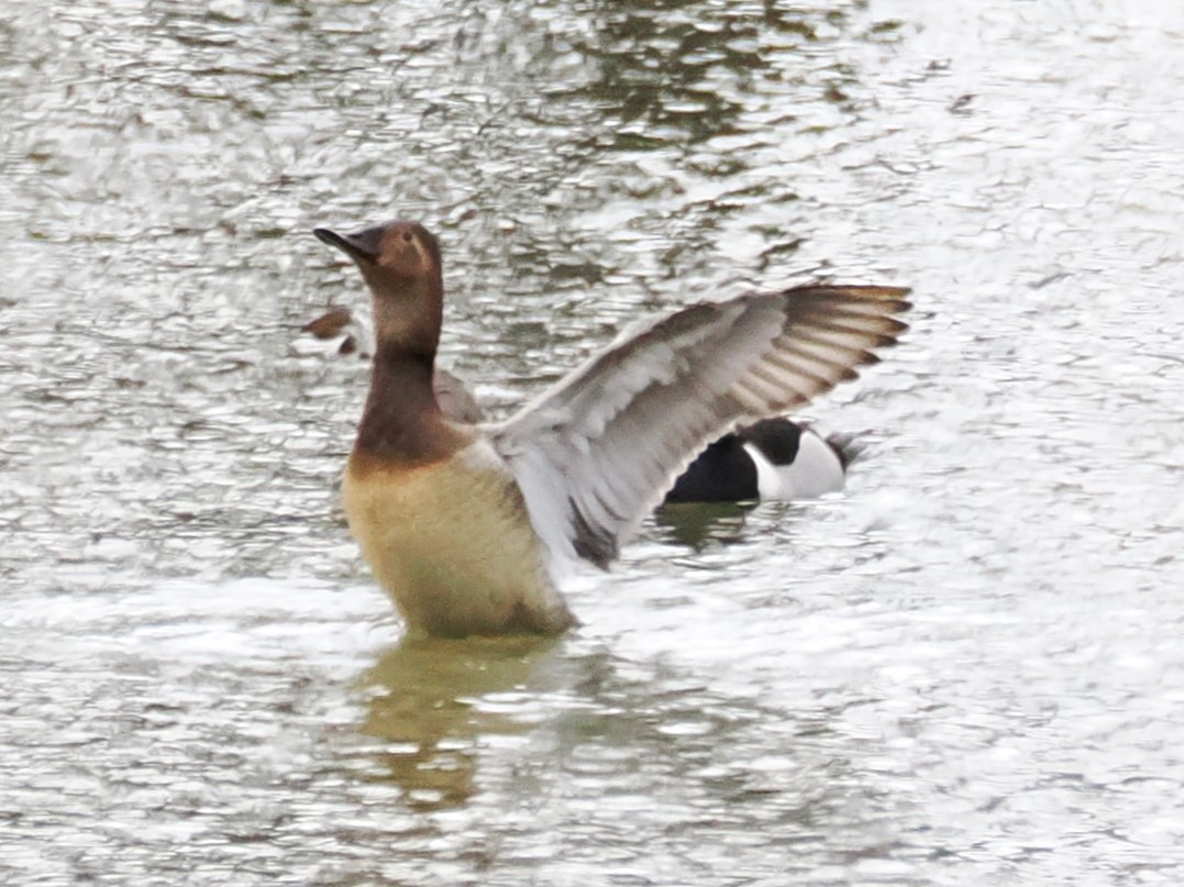 Canvasback - ML632012128