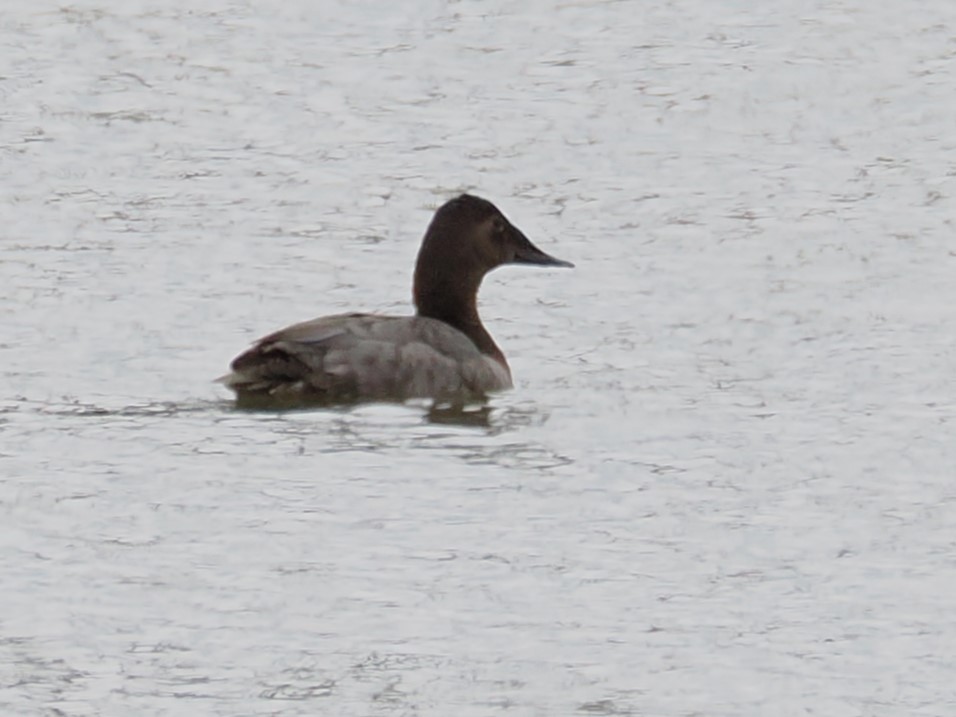 Canvasback - ML632012129