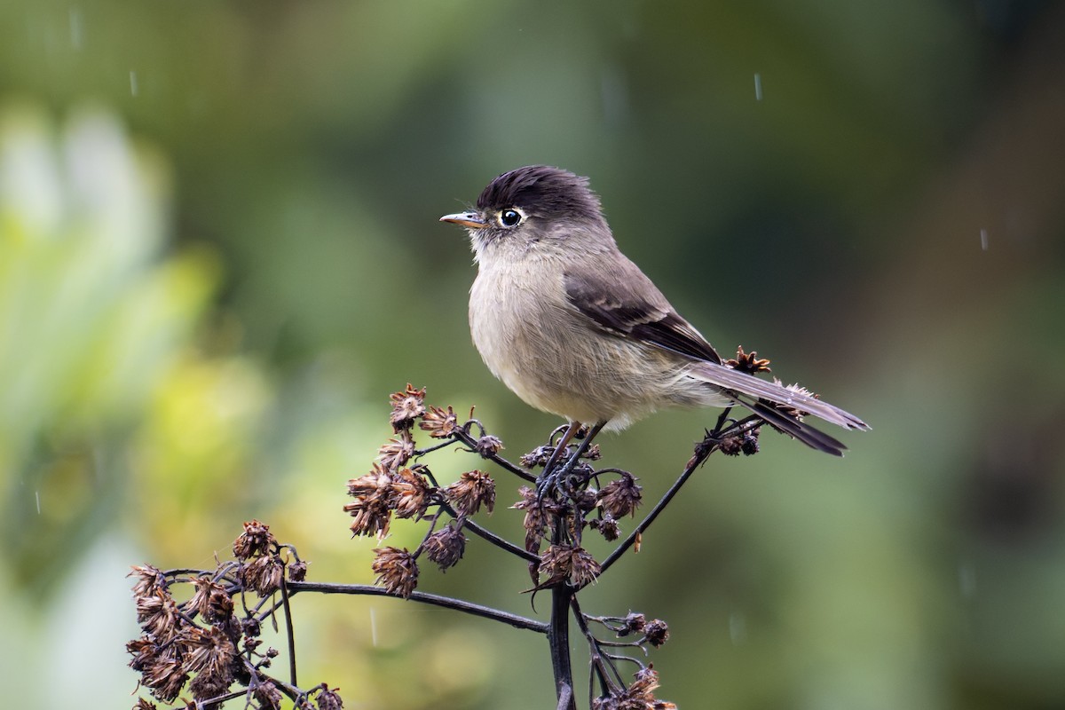 Black-capped Flycatcher - ML632012274