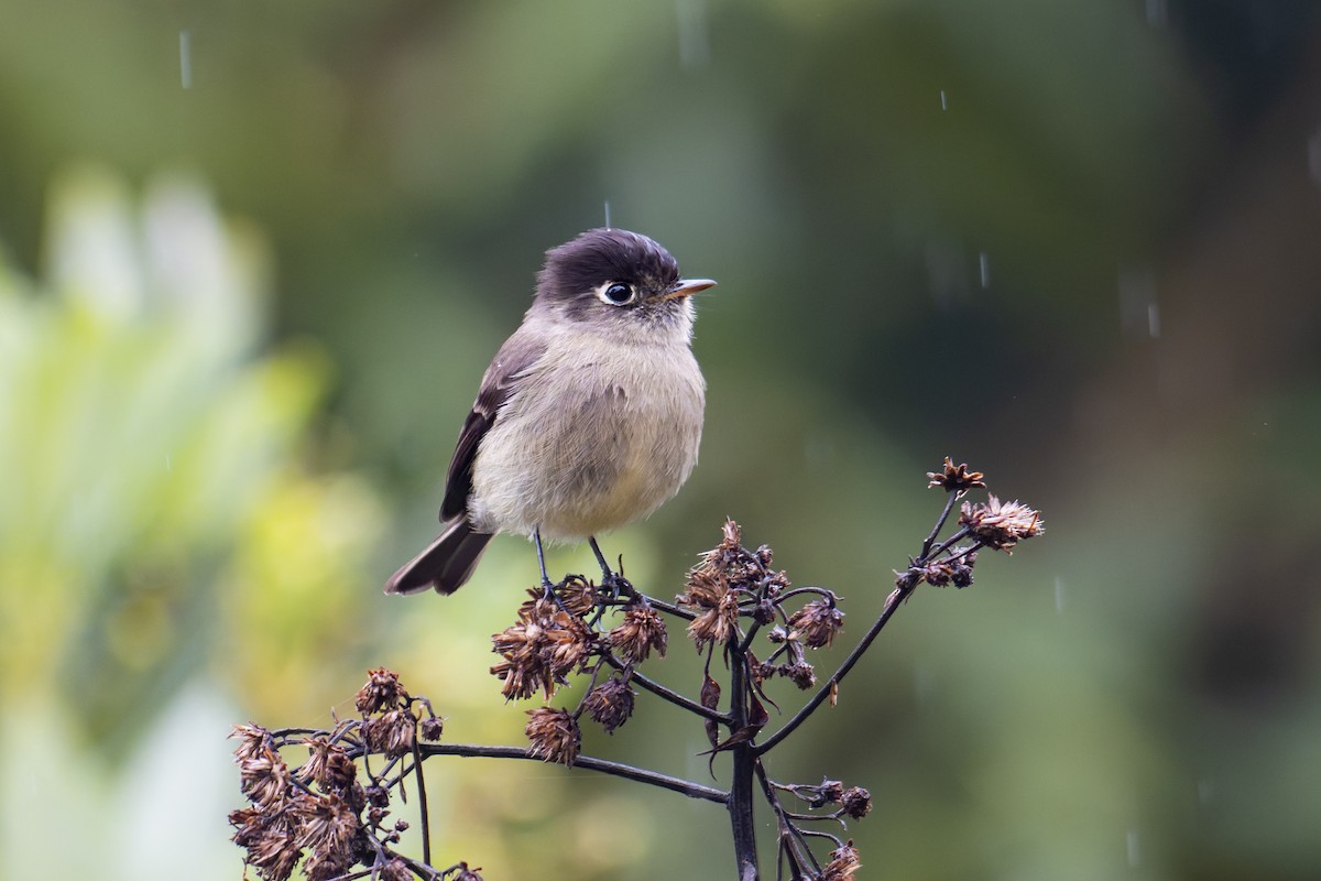 Black-capped Flycatcher - ML632012275