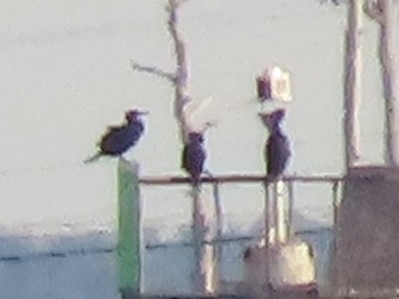 Great/Double-crested Cormorant - ML632012284