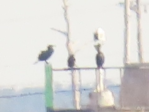 Great/Double-crested Cormorant - ML632012285