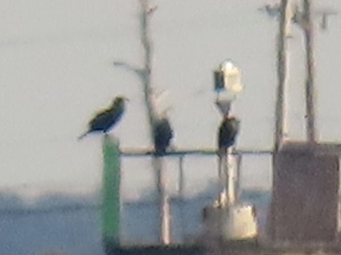 Great/Double-crested Cormorant - ML632012286