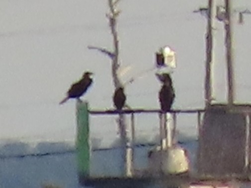 Great/Double-crested Cormorant - ML632012287