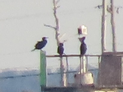 Great/Double-crested Cormorant - ML632012288