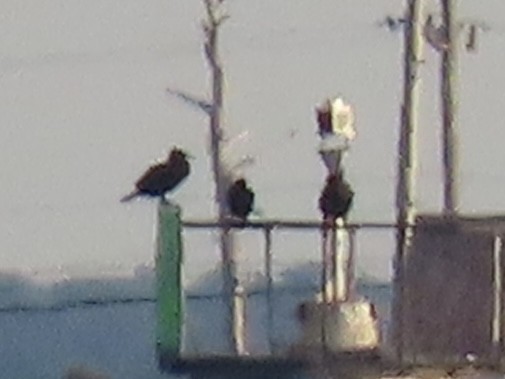 Great/Double-crested Cormorant - ML632012289