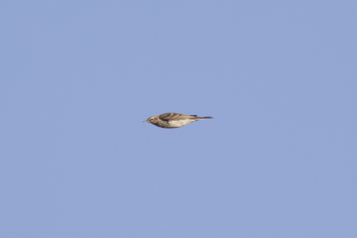Water Pipit - ML632012299