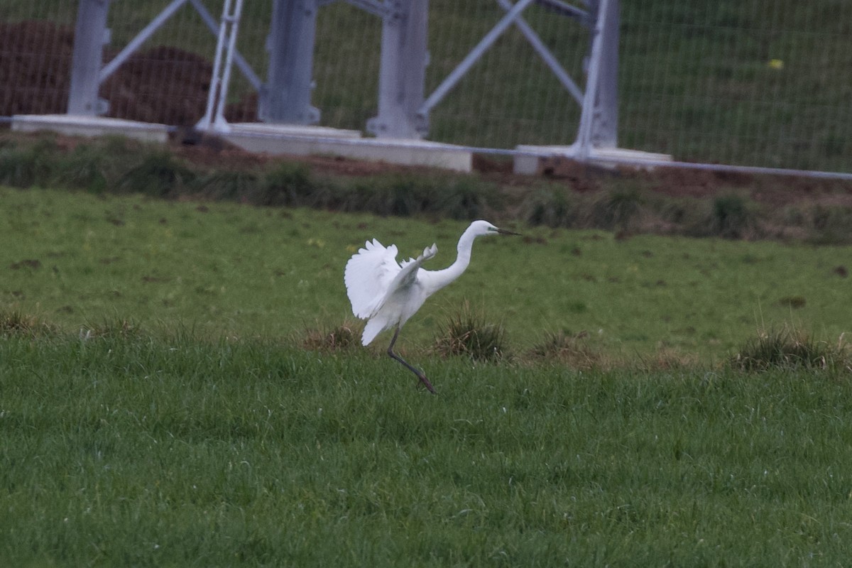 Great Egret - ML632012363