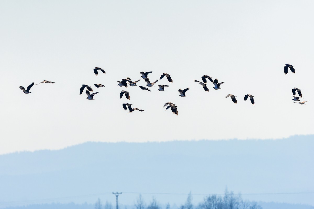 Northern Lapwing - ML632012555