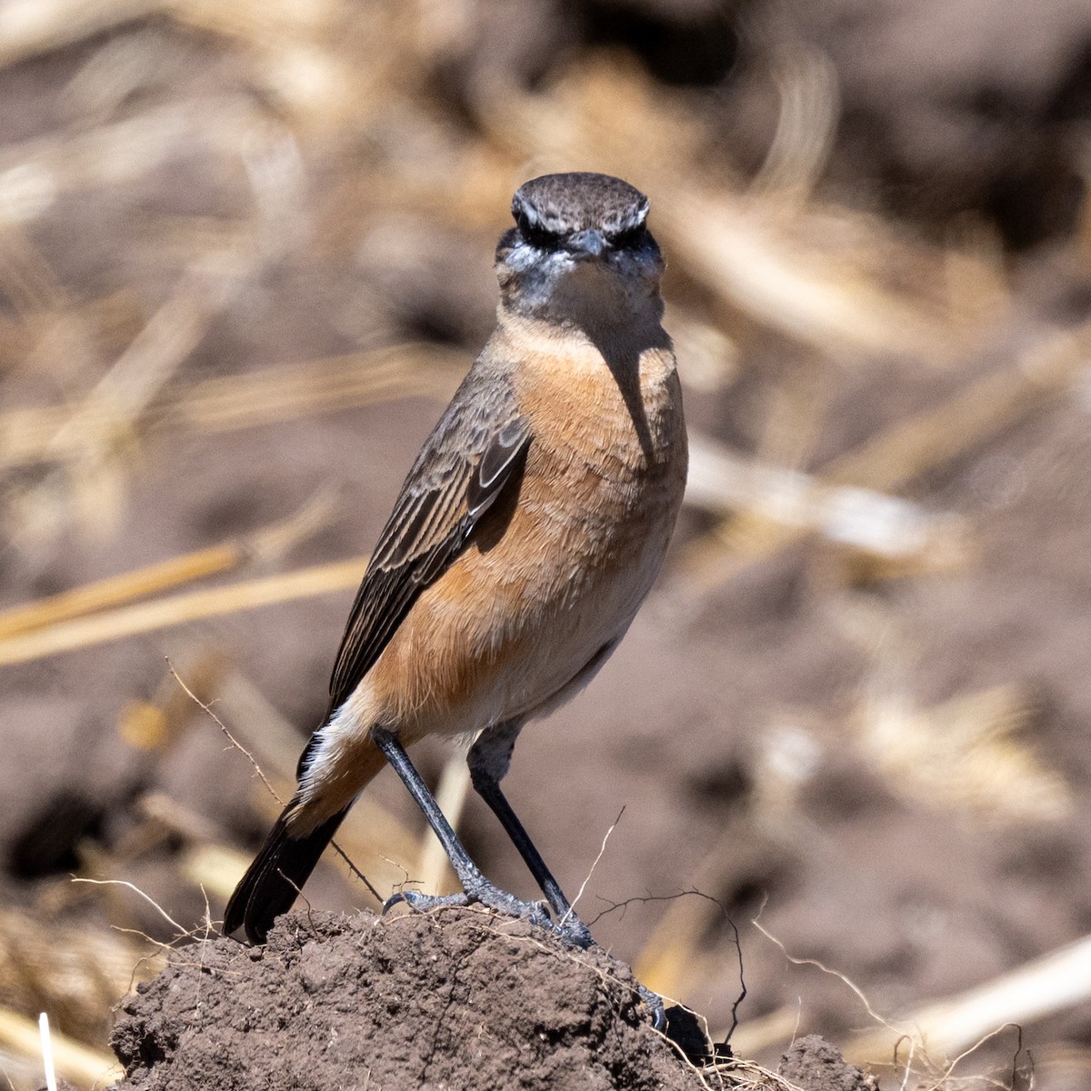 Rusty-breasted Wheatear - ML632012569