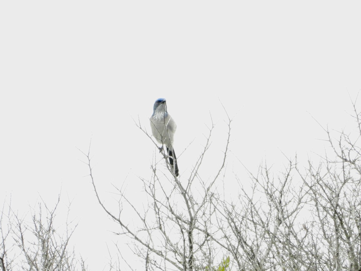 Woodhouse's Scrub-Jay (Woodhouse's) - ML632012585