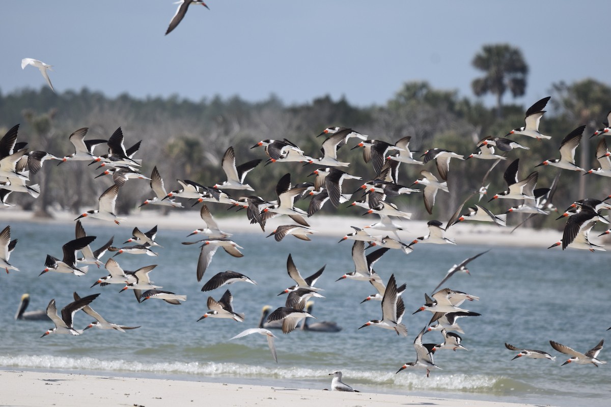 Black Skimmer - ML632012607