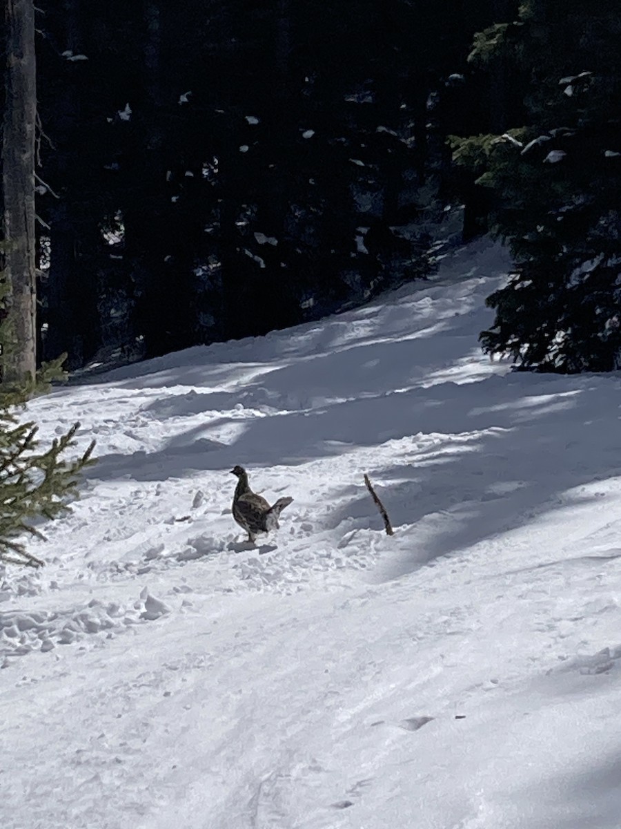 tetřívek douglaskový - ML632012614