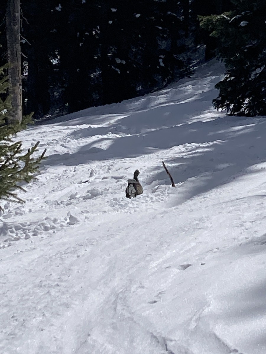 tetřívek douglaskový - ML632012616