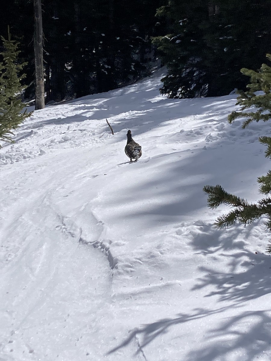 tetřívek douglaskový - ML632012617