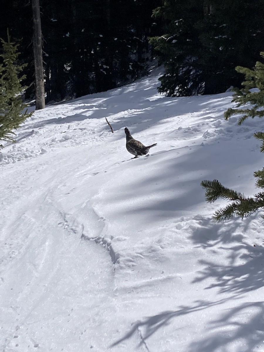 tetřívek douglaskový - ML632012618