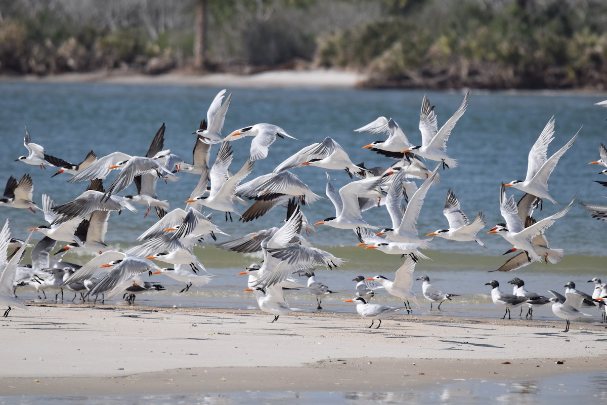 Royal Tern - ML632012625