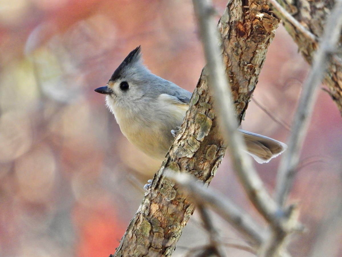 Black-crested Titmouse - ML632012656