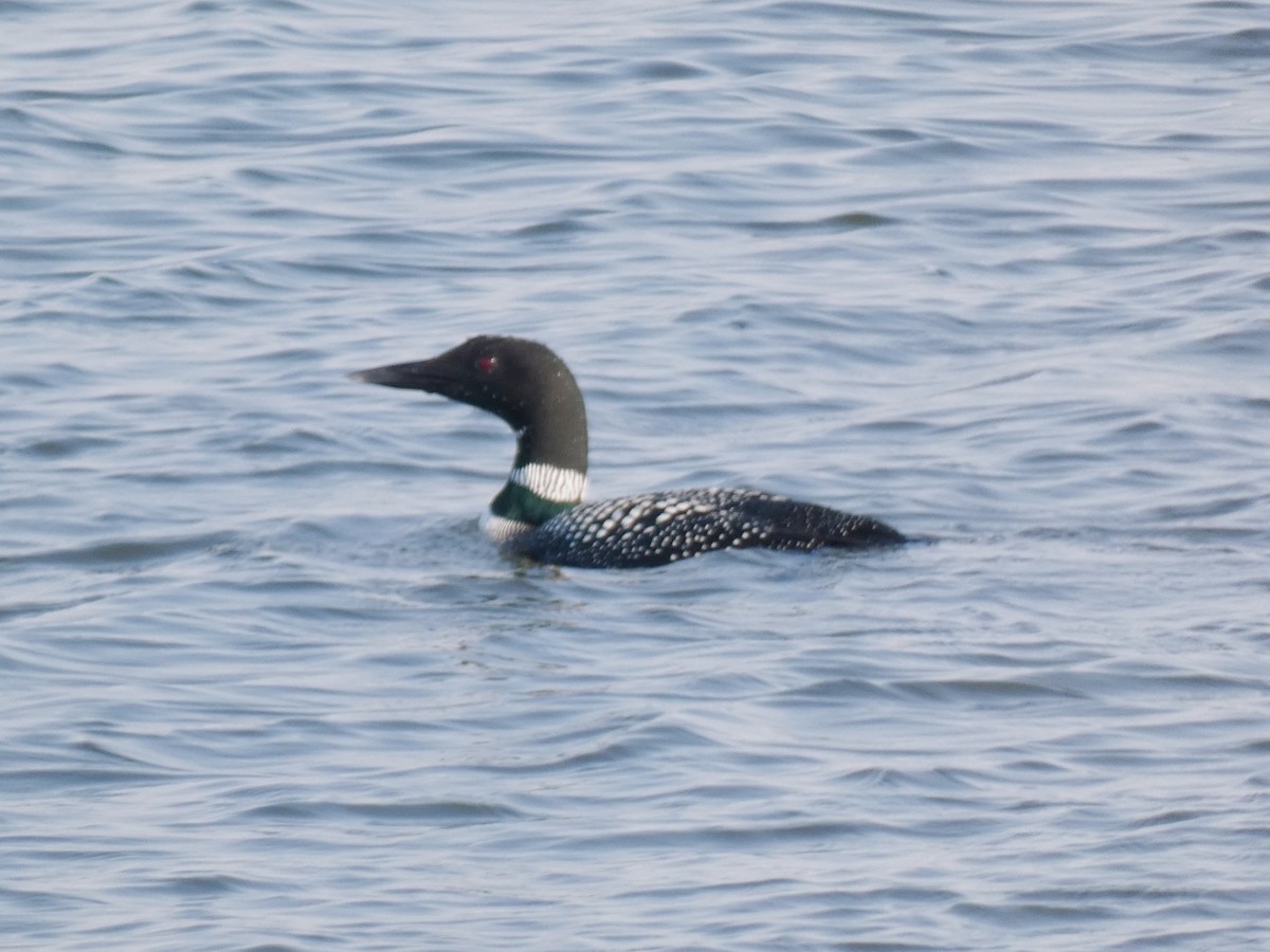 Common Loon - ML632012855