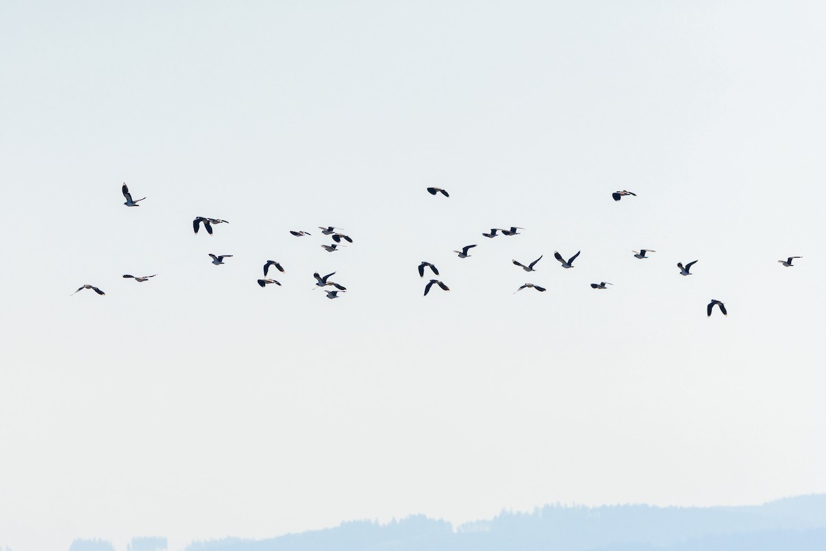 Northern Lapwing - ML632013051