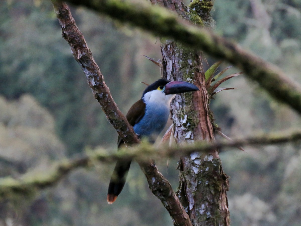 Black-billed Mountain-Toucan - ML632013060