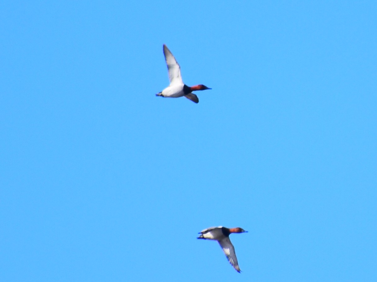 Canvasback - ML632013090