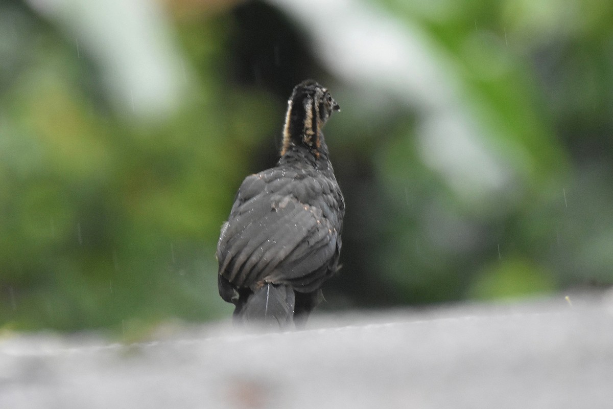 Bronzeguan - ML632013100