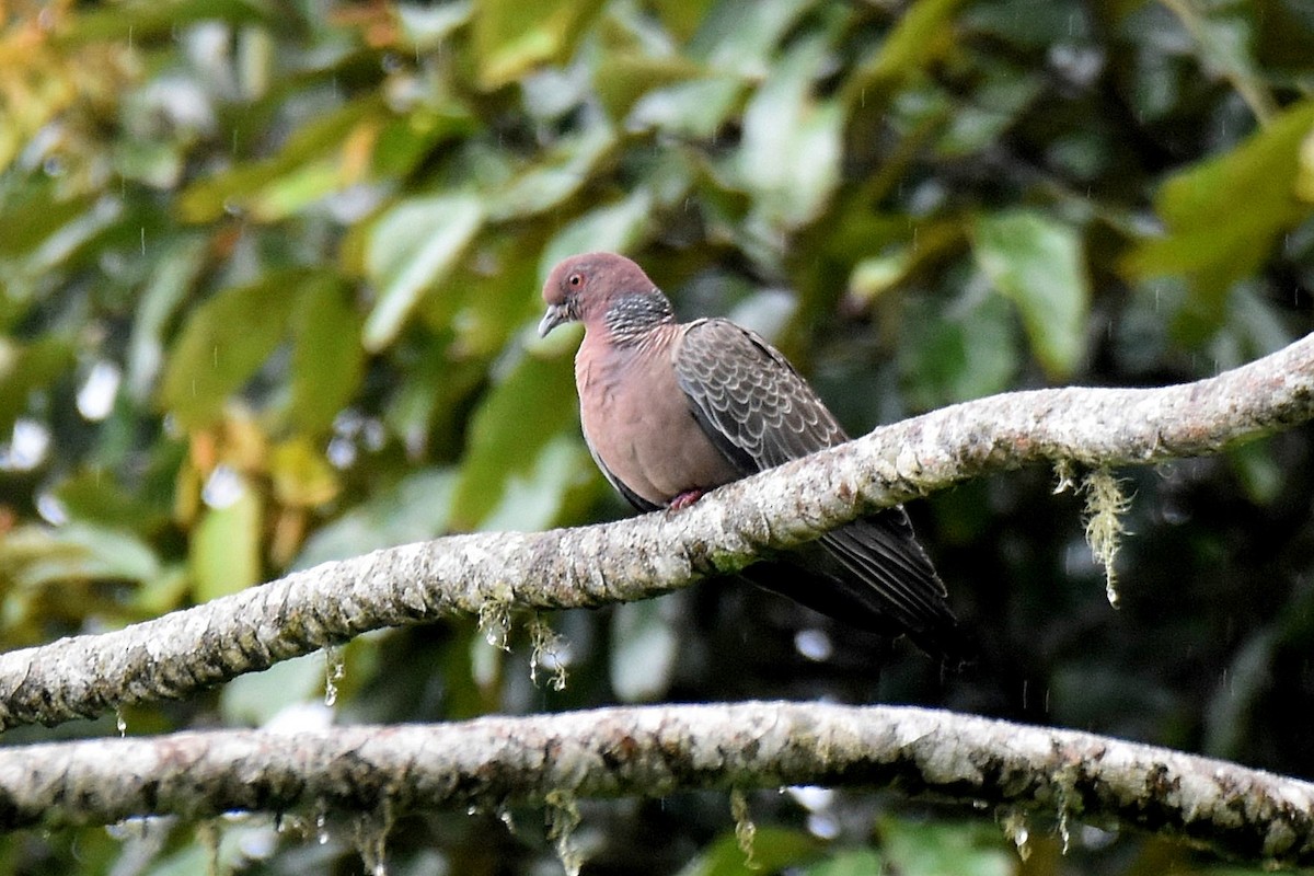 Picazurotaube - ML632013134